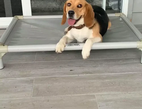 ChewProof Started, because of a Naughty Puppy