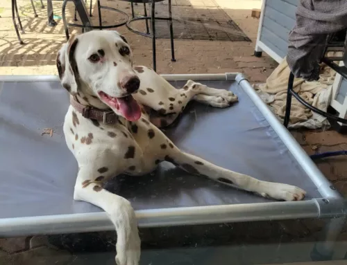 Maggie the Dalmatian