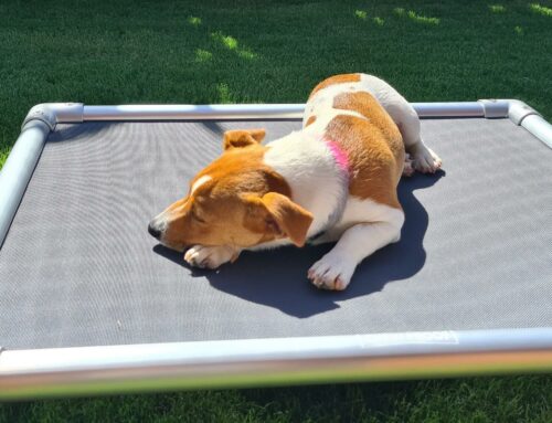 Billy and His ChewProof Bed