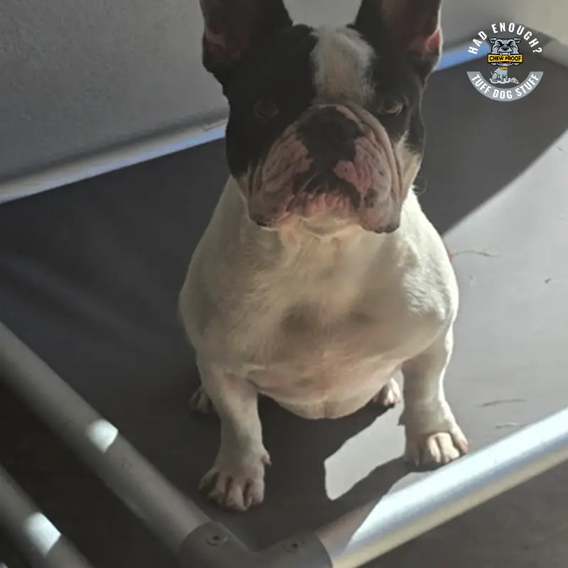 SMALL CHEWPROOF DOG BED WITH RIPLOCK PVC MAT - Image 4