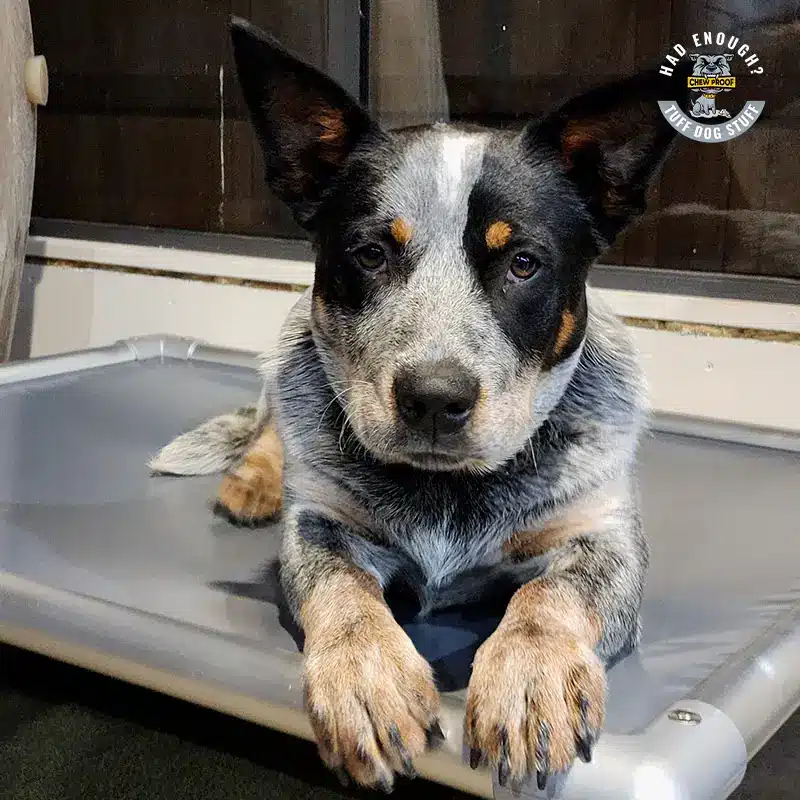 MEDIUM CHEWPROOF DOG BED WITH RIPLOCK PVC MAT - Image 6