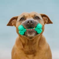 Chew Chew Medium Black Rubber Bone - Image 2