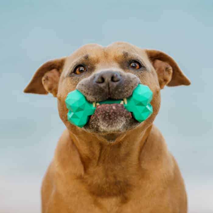 Chew Chew Small Black Rubber Bone - Image 2