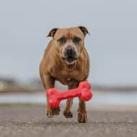 Chew Chew Large Red Rubber Bone - Image 4