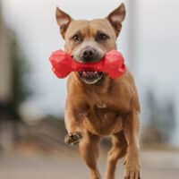 Chew Chew Large Red Rubber Bone - Image 3