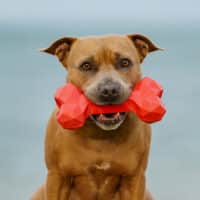 Chew Chew Large Red Rubber Bone - Image 2