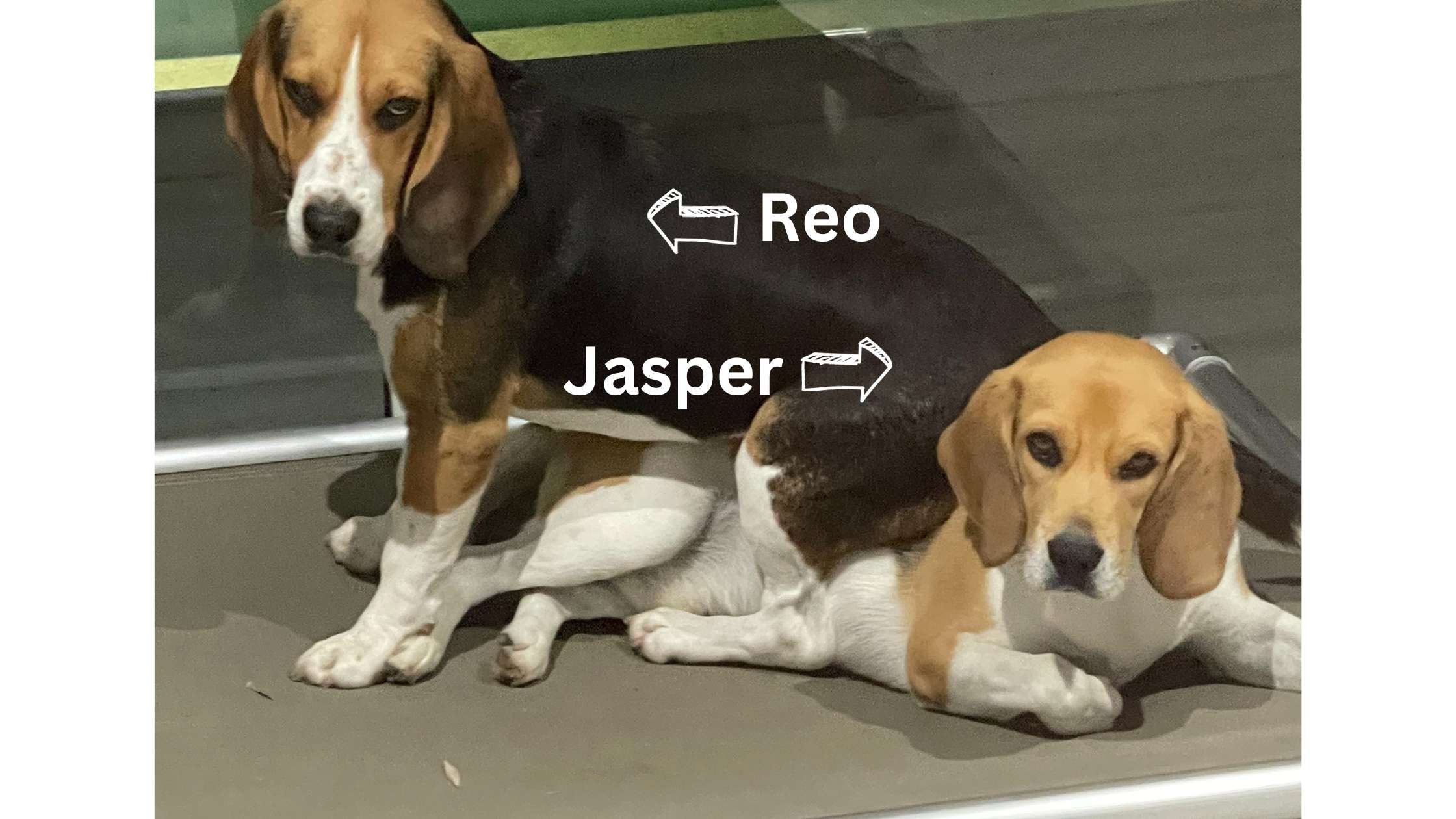ChewProof Dgos Jasper and Reo