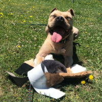 Dog Flirt Pole- The Ultimate Flirt Pole For Dogs - Image 2
