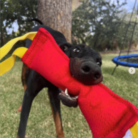 PK9 French Linen Tug Toy – Interactive Bite & Retrieve Training Toy - Image 2