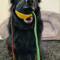 Dog Tug Ball - Premium French Linen Dog Toy for Training & Play - Image 3