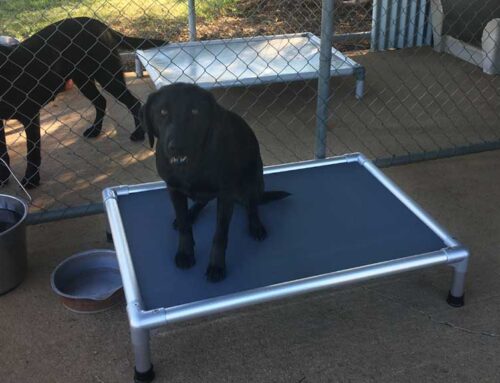 2025 Trends: How Smart Kennels and Pet Resorts are Staying Ahead