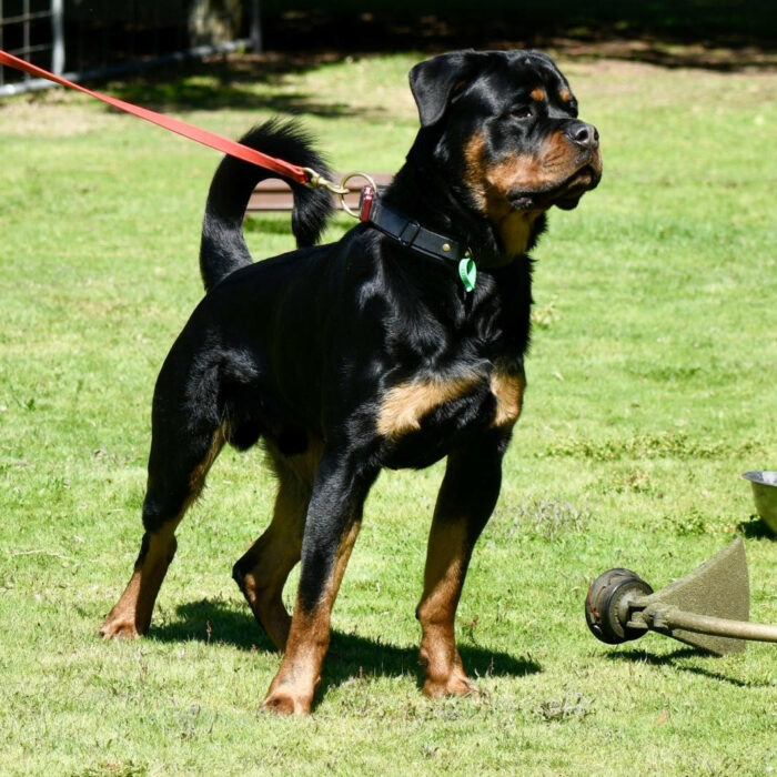 Biothane Tactical Dog Collar - Image 5