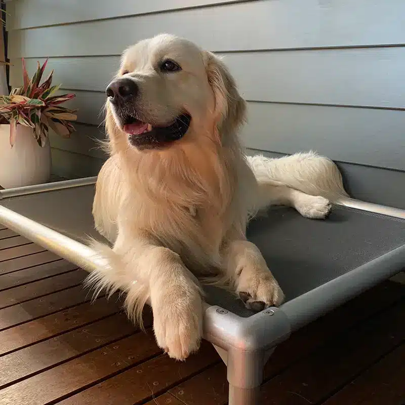 golden retriever chewproof bed