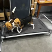 chew-resistant dog pillow perfect for cheeky dogs with chewproof beds