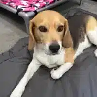 chew-resistant dog pillow perfect for cheeky dogs with chewproof beds