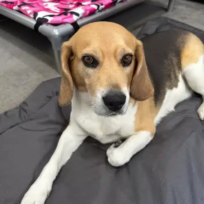 chew-resistant dog pillow perfect for cheeky dogs with chewproof beds