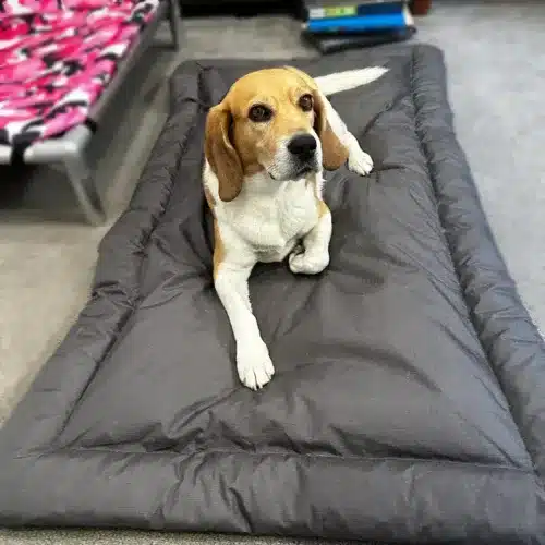 chew-resistant dog pillow perfect for cheeky dogs with chewproof beds