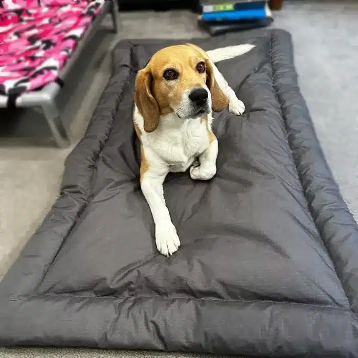 chew-resistant dog pillow perfect for cheeky dogs with chewproof beds