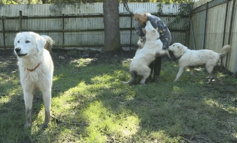 Maremma dogs playing with their rescue Sally Rogers of Happy Paws Haven