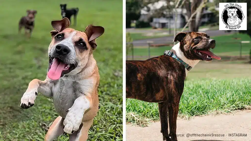 Dogs having fun in Off the Chain Rescue