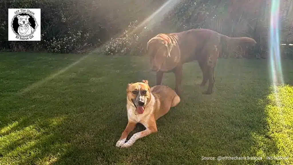 Off the chain Rescue having fun while waiting for their Chewproof Bed