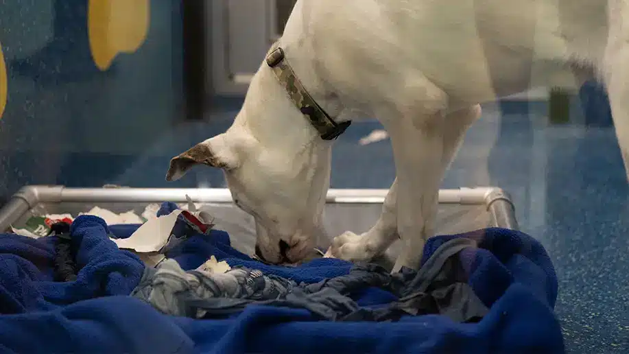 rspcaqld dog 1 dog at the rspca enjoying his chewproof bed
