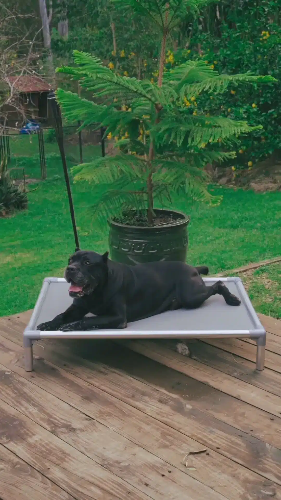 dog love faster chewproof