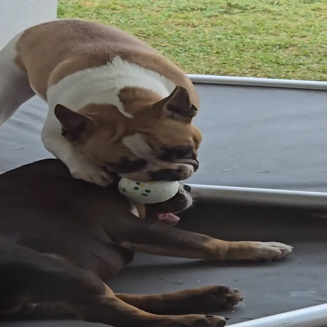 Small Chew Crew Dog Balls for Aggressive Chewers - Image 4