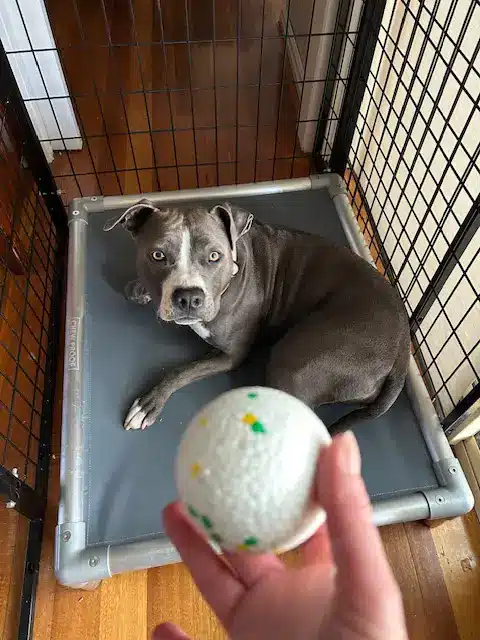 Large Chew Crew Dog Balls for Aggressive Chewers - Image 4