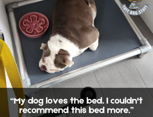 Queensland Bulldog Club welcomes ChewProof into their Pack