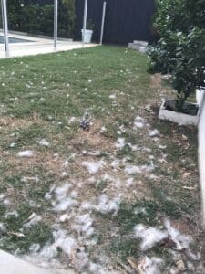 Snow in Brisbane in February