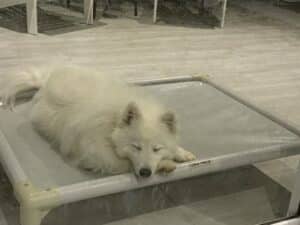 Napoleon on a Early ChewProof Bed