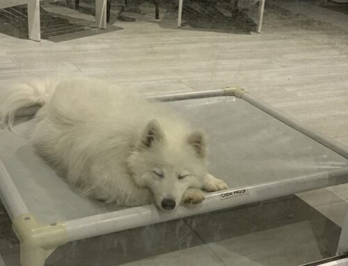 You Can Love Your Dog and Still Be Over It  (When they destroy every bed you buy)