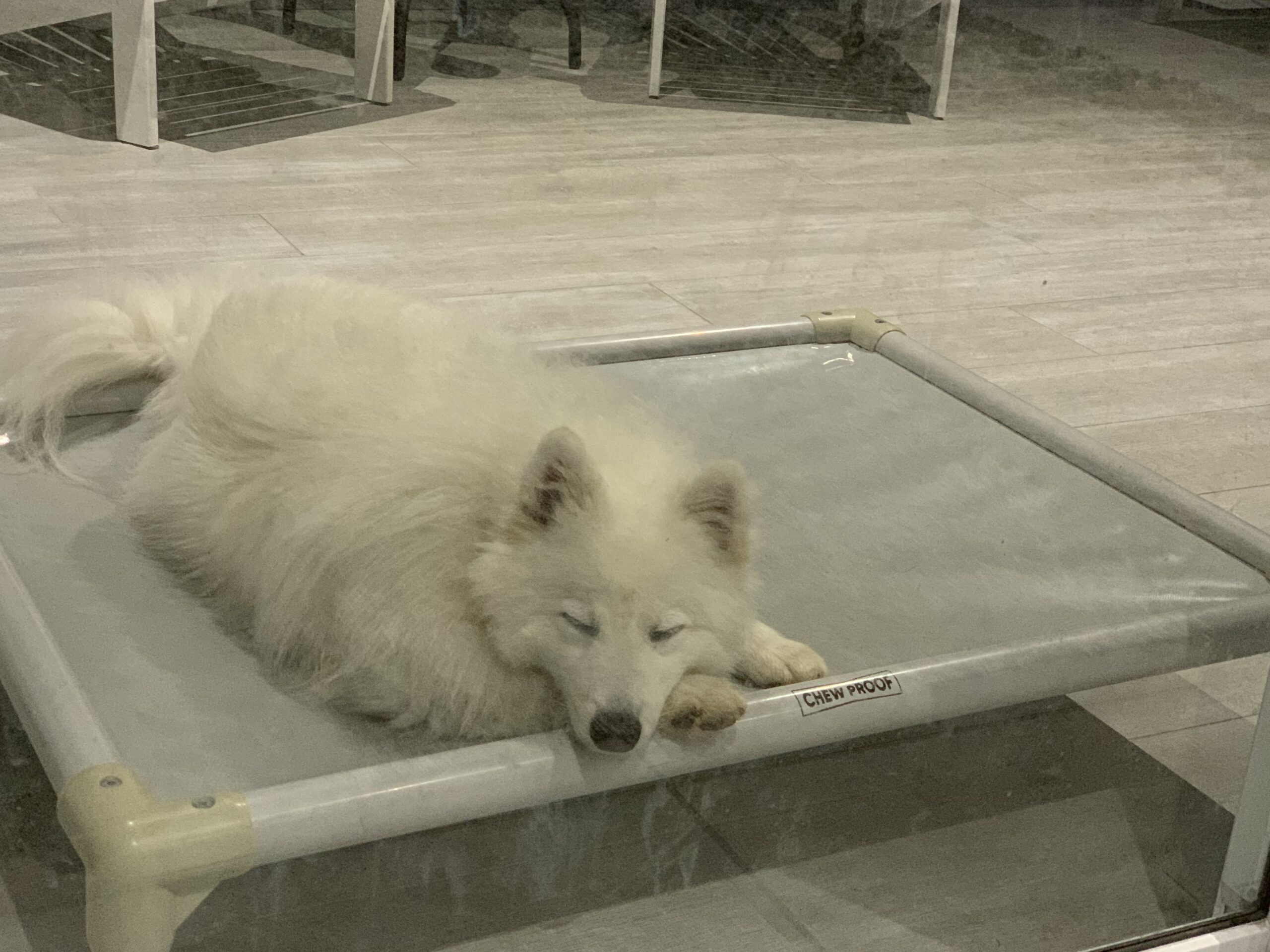 Napoleon on a Early ChewProof Bed