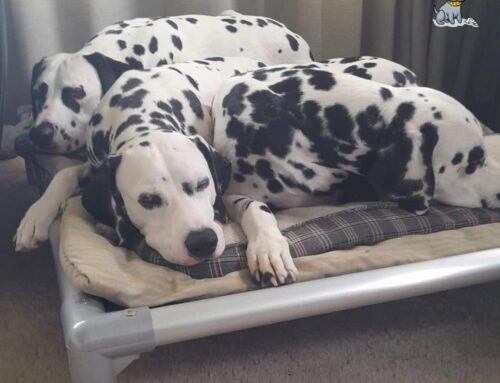 ChewProof welcomes the Dalmatian Club of Queensland to the Pack