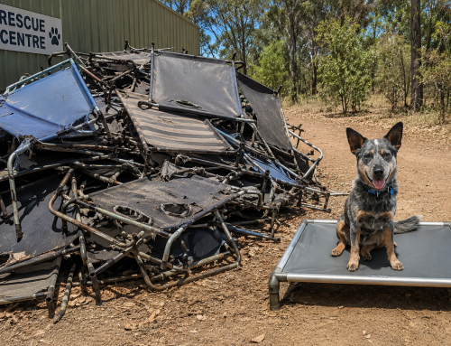 Australian Made Dog Beds: Do they Stack up?