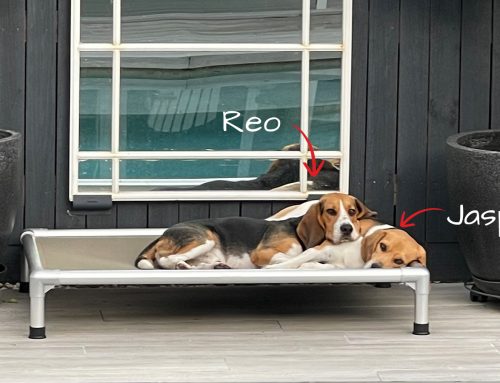 The Day My Dog Escaped His Harness (And What It Taught Me About the Right Gear)