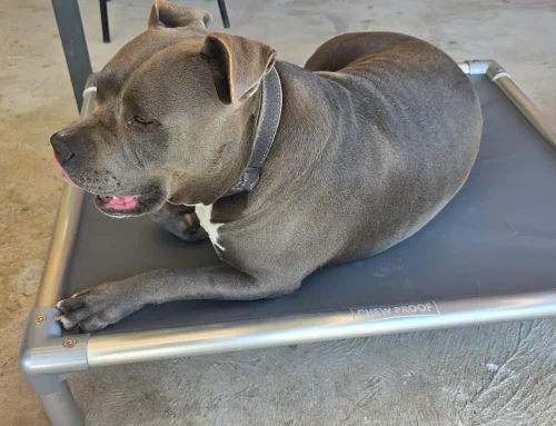 Dog Bed for Aggressive Chewers: The Solution for 1% That Actually Lasts
