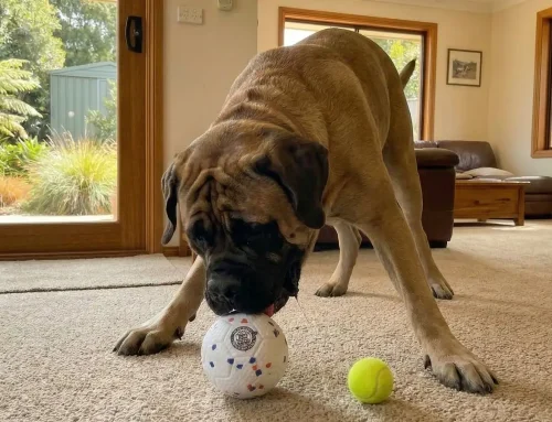 Why “Indestructible” Dog Toys Became Our Next Big Challenge