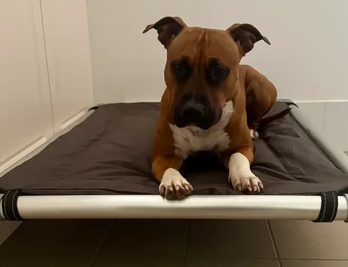 Easy-Clean vs Chew-Proof Dog Bed Pillow Top: Which One Do You Need?