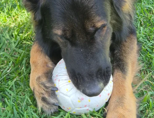 Best Dog Toy for Heavy Chewers? This “Squishy” Ball Held Up