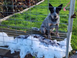 Benni Rosman - Doing what Cattledogs do