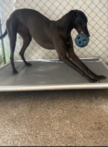 Indoor Commercial Grade Facility Dog Bed | ChewProof