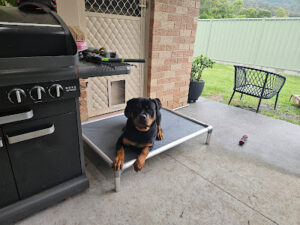 A Rotti enjooying their indestructible ChewProof bed