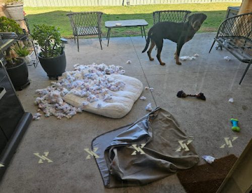 Why Dogs Destroy Their Beds: Causes and What to Do