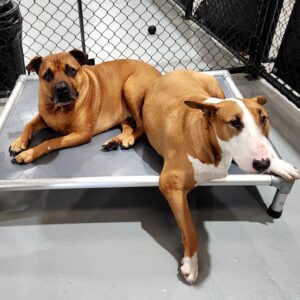 Lightweight Commercial Grade Dog Beds for Council Animal Management Facilities