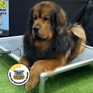 ChewProof Classic raised dog bed with a 3-star destruction rating