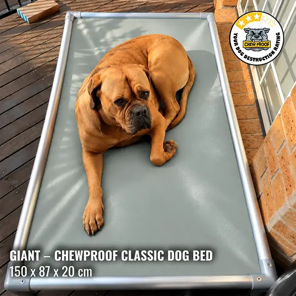 A large tan dog relaxes on a Giant ChewProof Classic Dog Bed with a grey PVC mat and elevated aluminium frame on a wooden deck beside a brick wall.