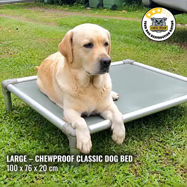 A yellow Labrador rests on a Large ChewProof Classic Dog Bed with a grey PVC mat and raised aluminium frame on a grassy lawn.
