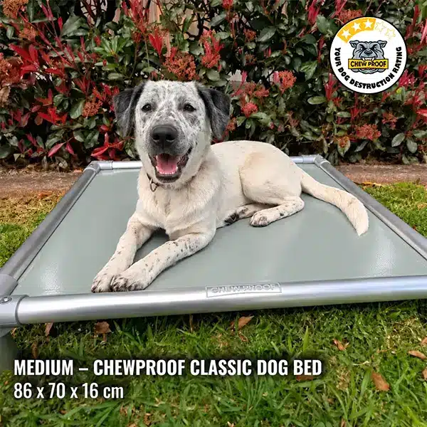 A white dog with black-speckled markings rests on a Medium ChewProof Classic Dog Bed with a grey PVC mat and elevated aluminium frame in a grassy garden.